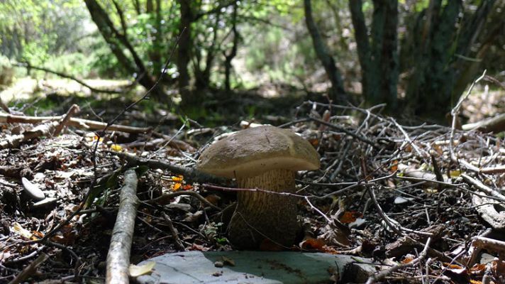Aquí la Tierra - Tejera Negra, un hayedo mágico