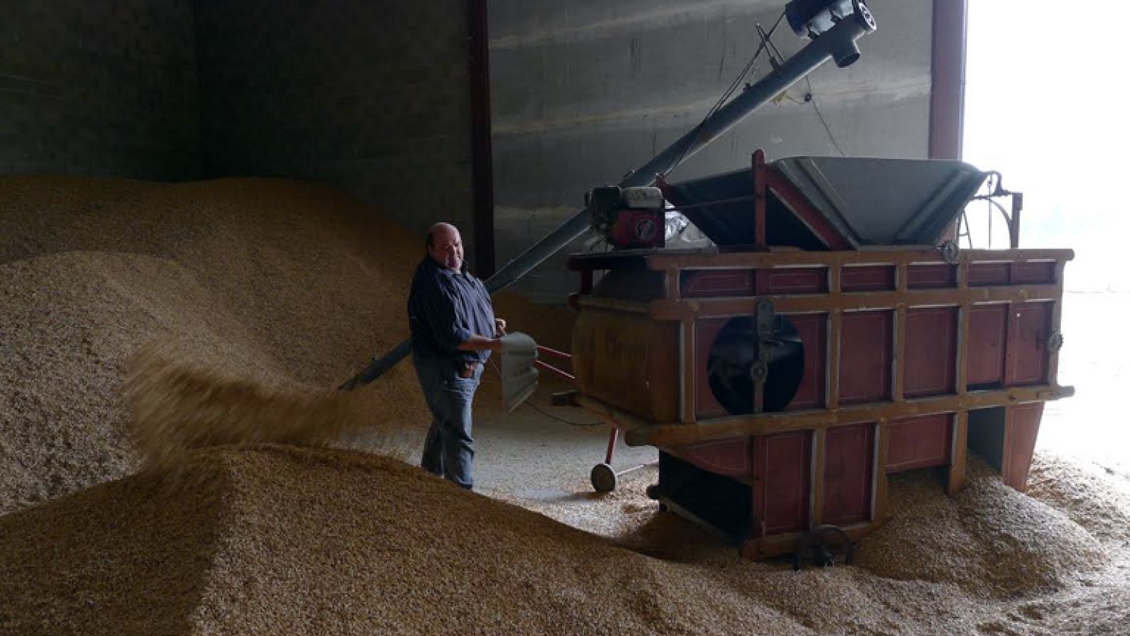 La espelta, un cereal ancestral