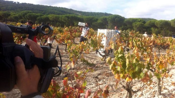 Aquí la Tierra - Vega Sicilia, el rey de los vinos