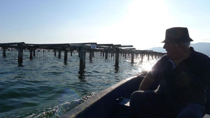 Aquí la Tierra - Sabrosas ostras mediterráneas