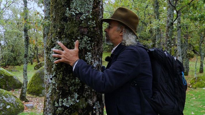 Aquí la Tierra - El rey roble