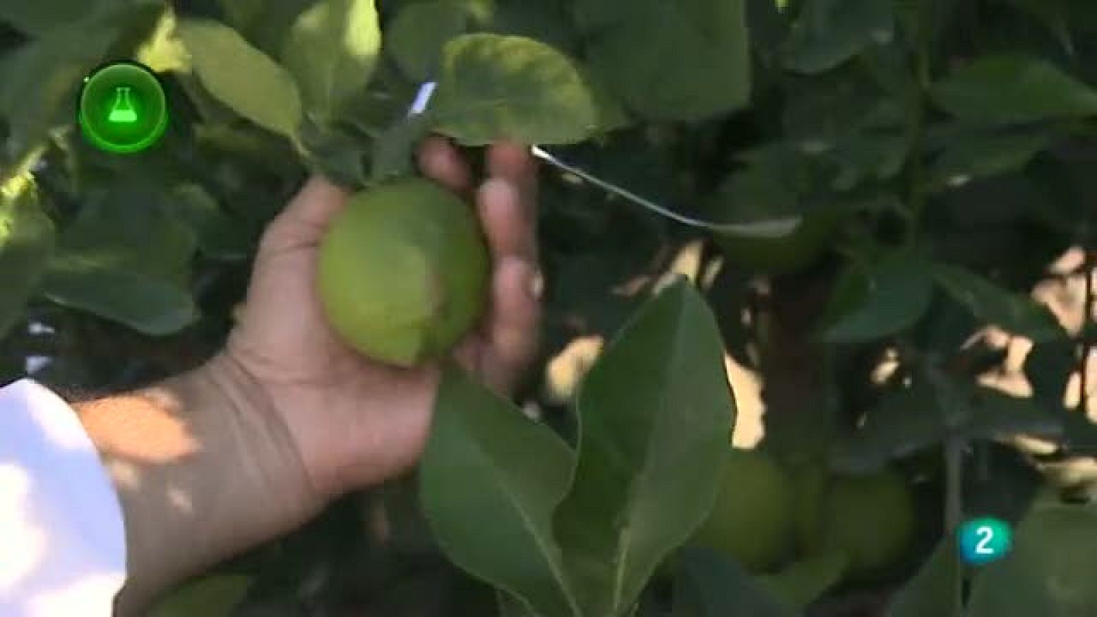 Agrosfera - Laboratorio de ideas - Riego de cítricos