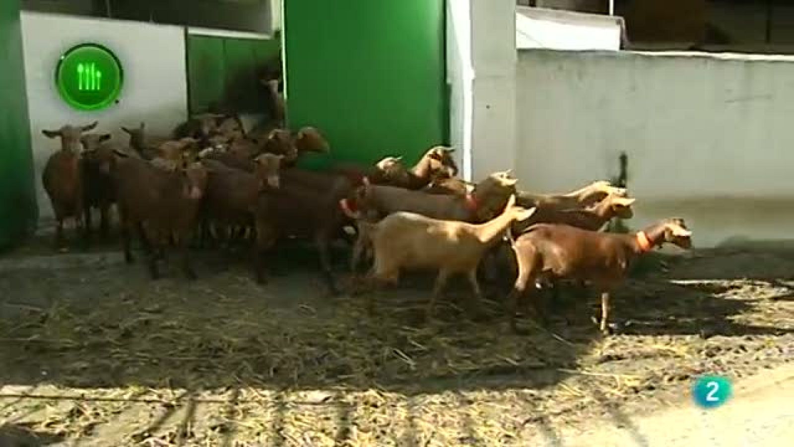 Agrosfera - Con mucho gusto - La cabra malagueña