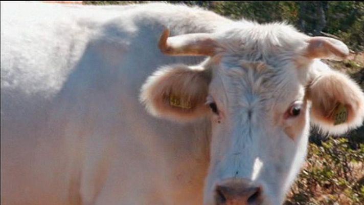 Aquí la Tierra - Unas vacas de altura