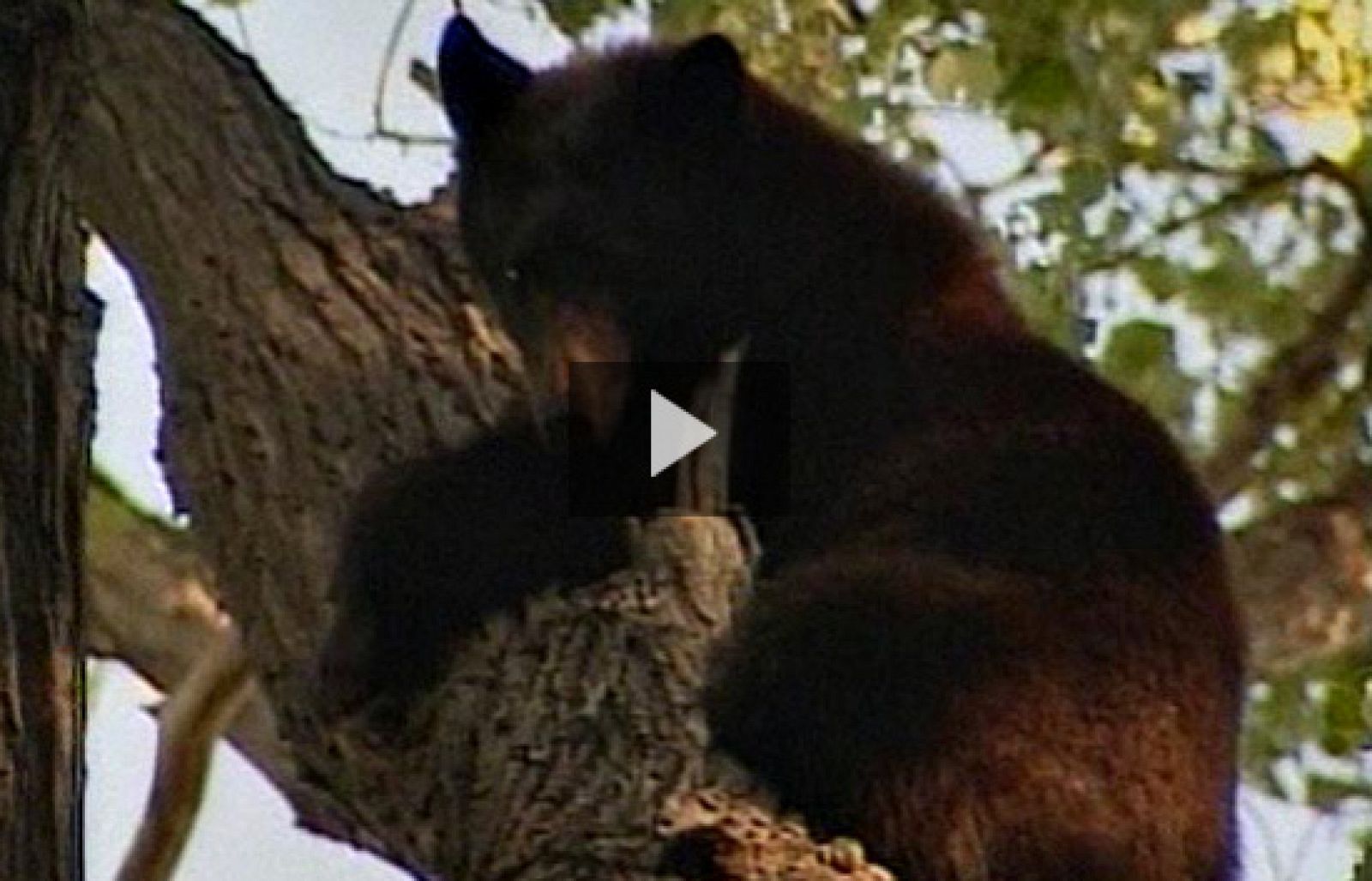 Me pareció ver un lindo... osito