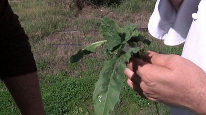 Aquí la Tierra - Un plato con la comida que pisamos
