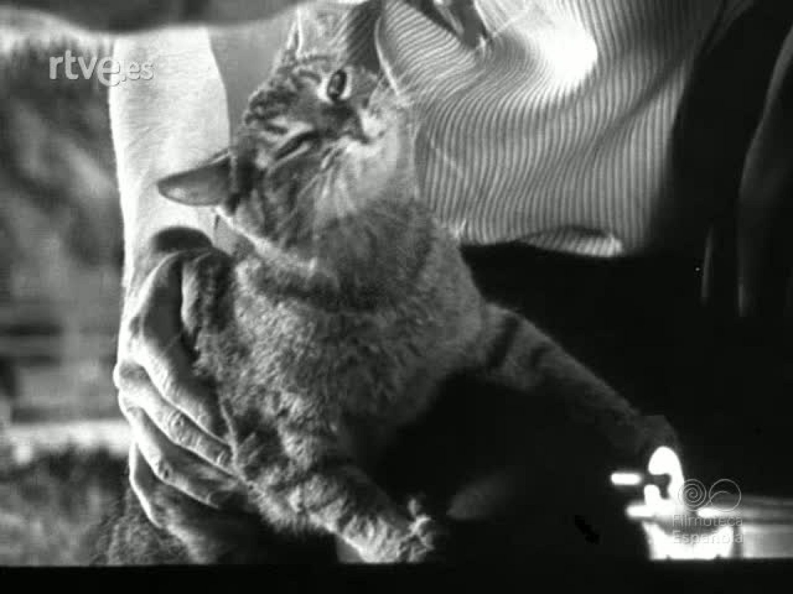 ANIMALES SABIOS - Documentales Blanco y Negro | Ver