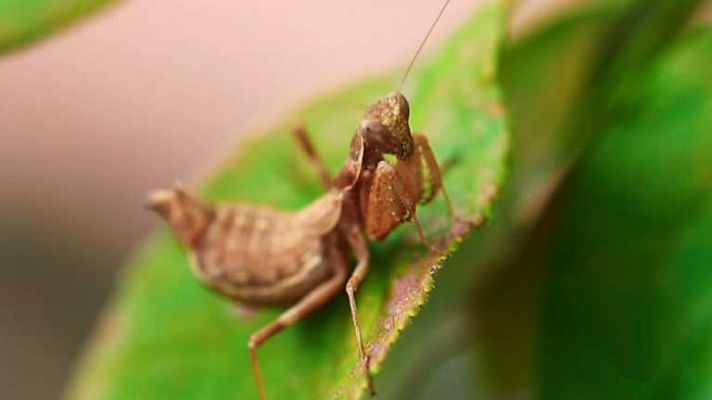 La aventura del Saber - La aventura del saber - 03/11/14