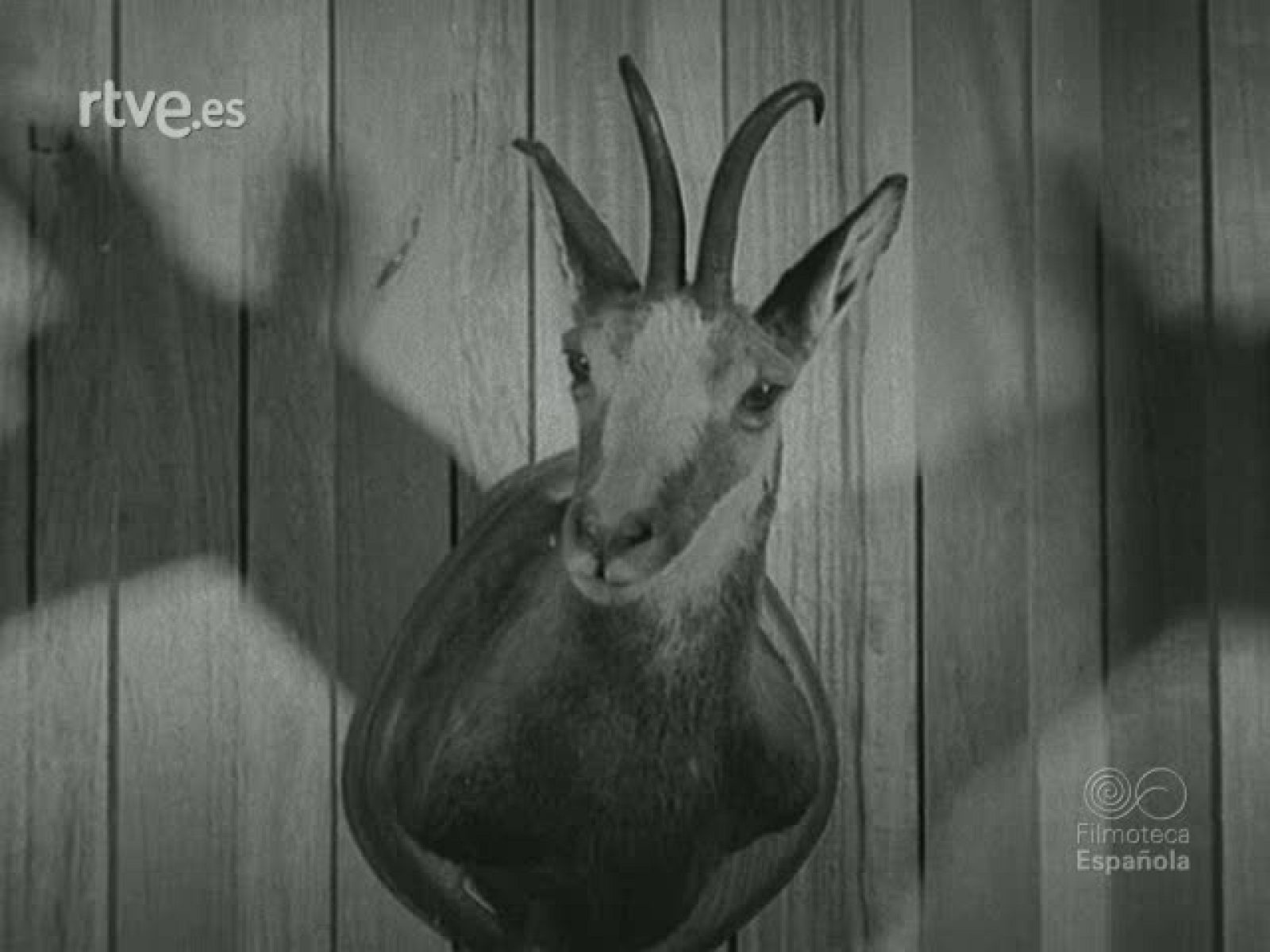 LA CAZA EN ESPAÑA - Documentales Blanco y Negro | Ver