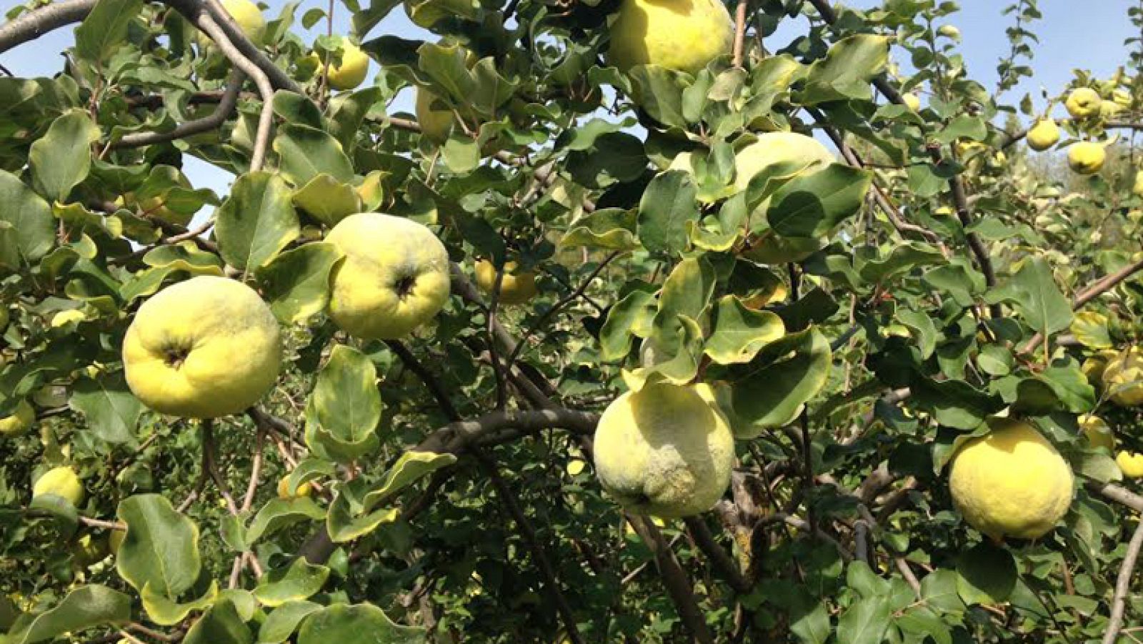 El sol del membrillo