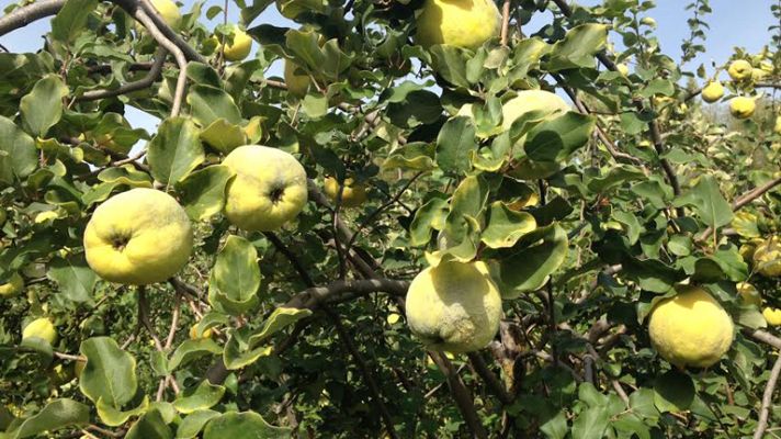 Aquí la Tierra - El sol del membrillo