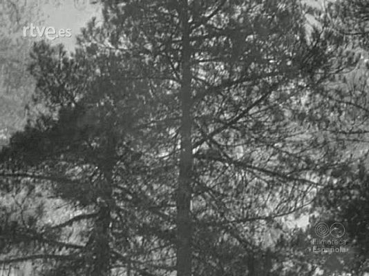 Documentales Blanco y Negro - MADERADA