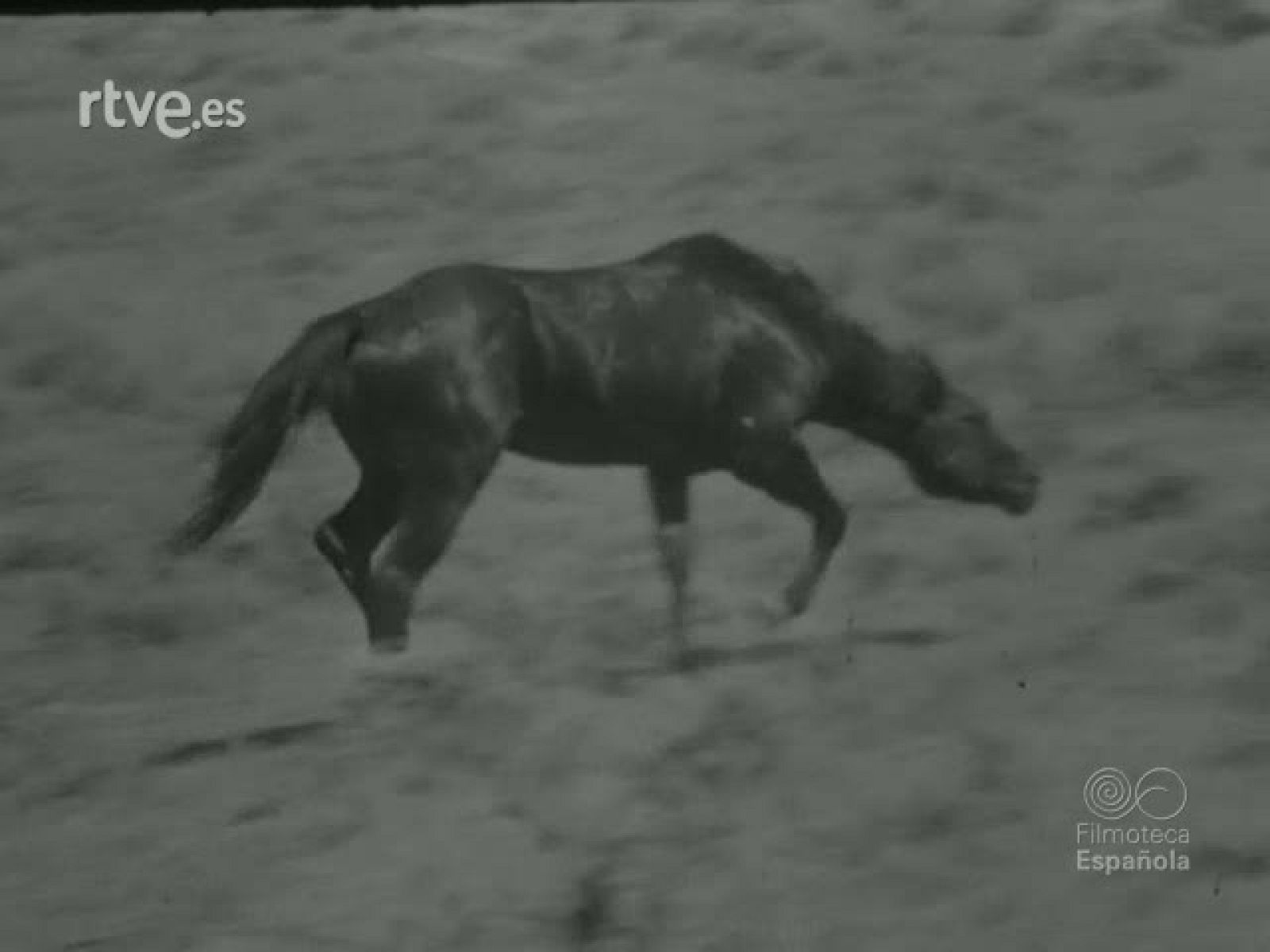 CABALLOS SALVAJES - Documentales Blanco y Negro | Ver