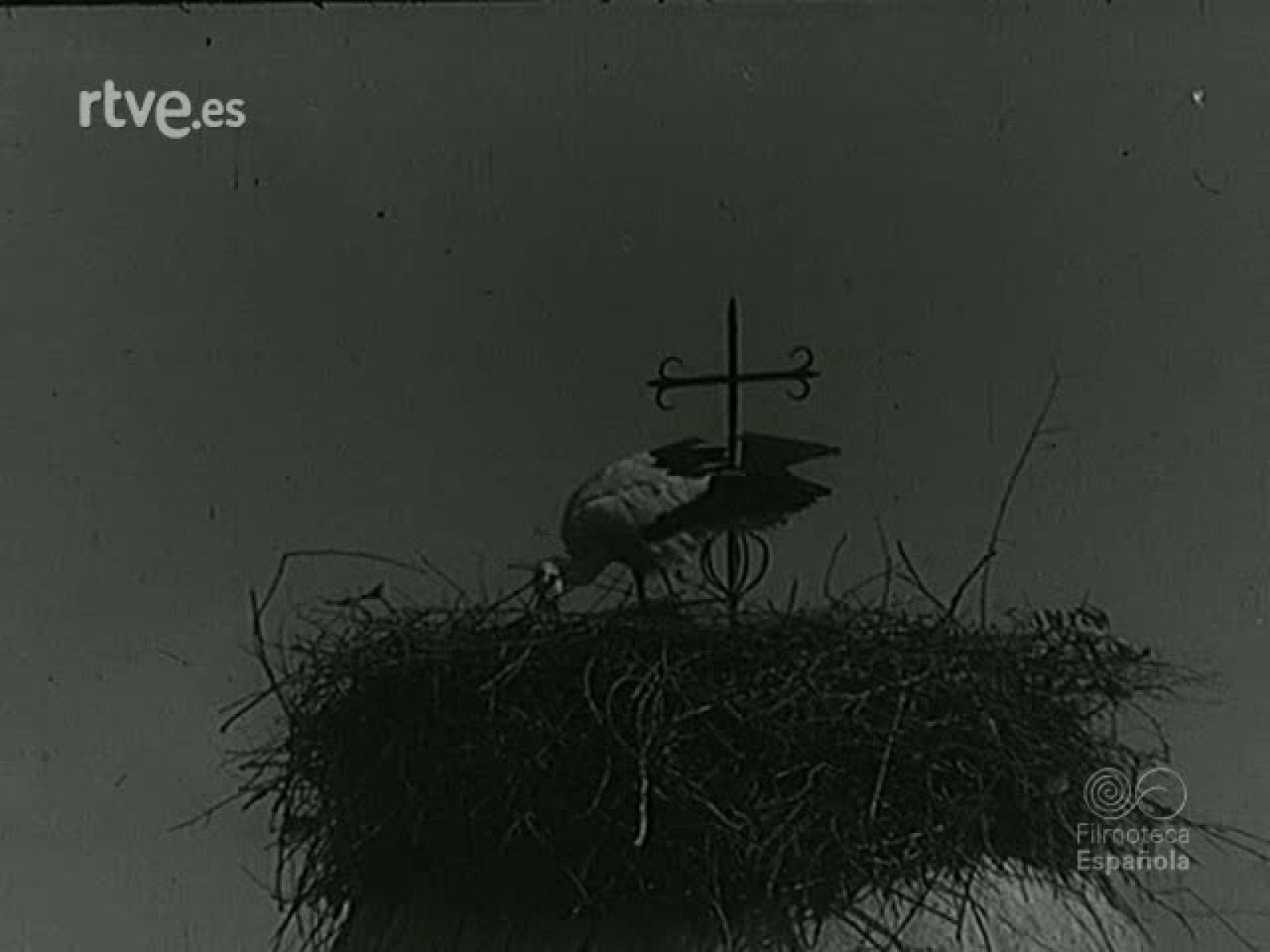 Y LLEGO LA CIGUEÑA (MATERIALES SIN MONTAR) - Documentales Blanco y Negro | Ver