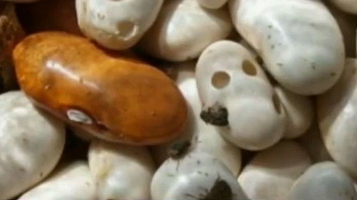 Telediario 1 - Se detectan larvas en un comedor escolar en La Rioja