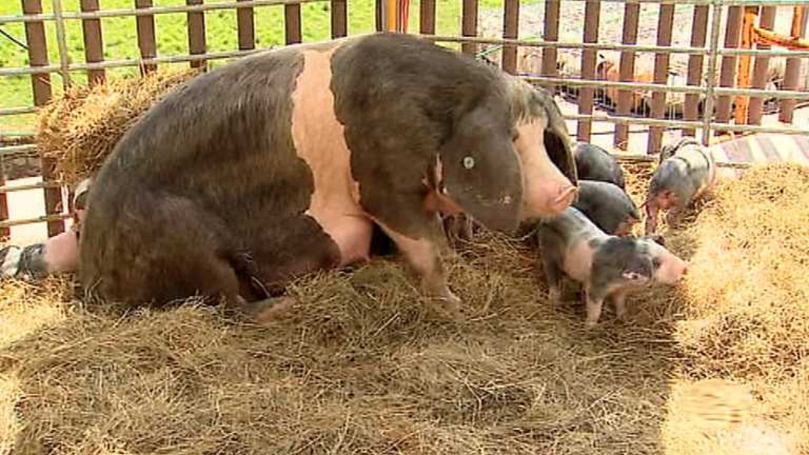 Para todos La 2 - 06/11/14  - Ver ahora