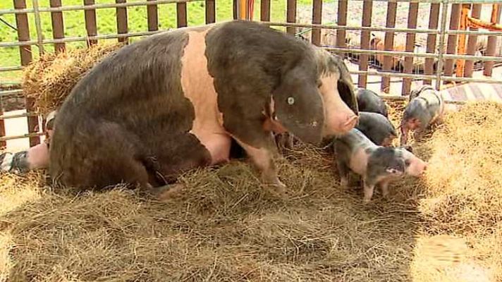 Para todos La 2 - Para todos La 2 - 06/11/14