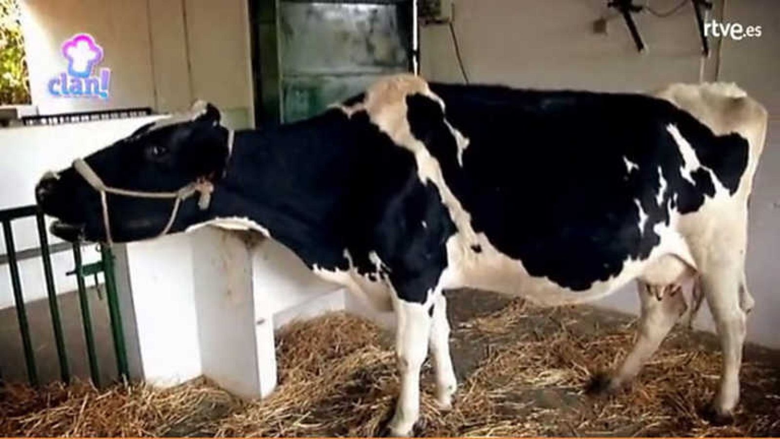 Ordeñando en la granja - Cocina con Clan | Ver