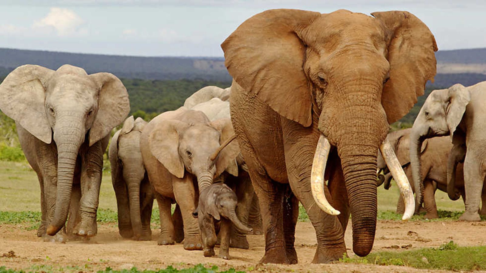 Grandes documentales - Iconos de la vida salvaje: Los gigantes vegetarianos - Ver ahora