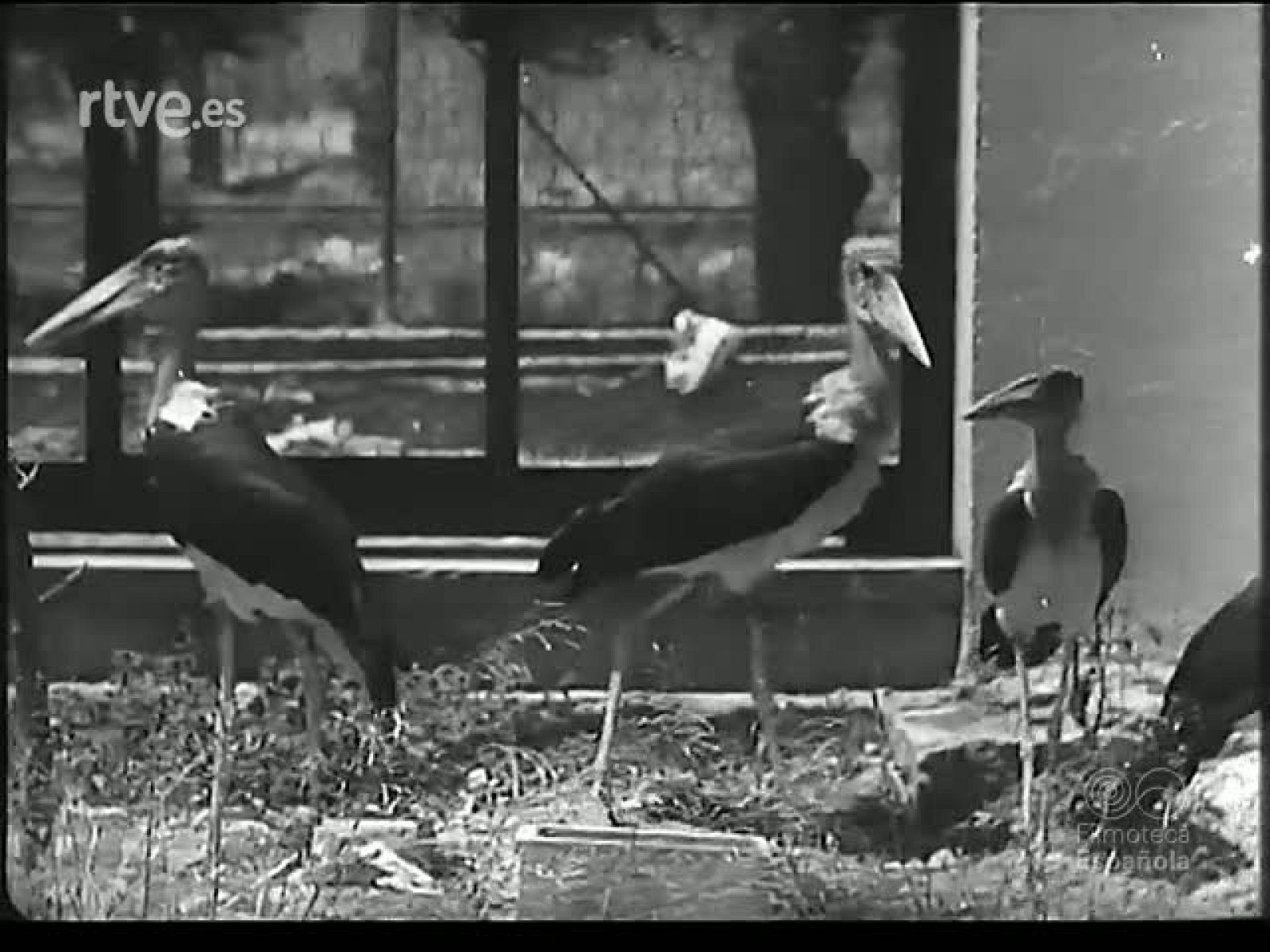 LA FAUNA Y SUS VARIANTES - Revista Imágenes | Ver