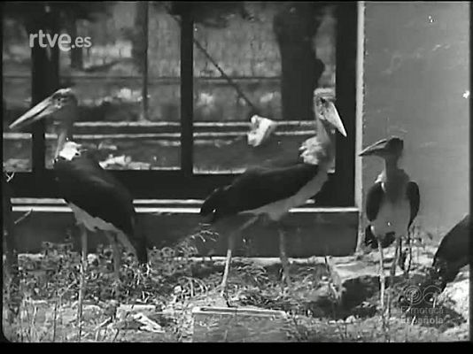 Revista Imágenes - LA FAUNA Y SUS VARIANTES