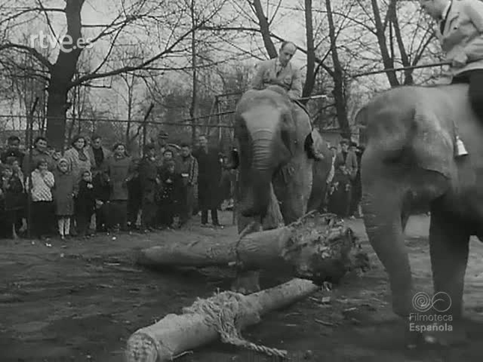 AMENIDADES ZOOLOGICAS - Revista Imágenes | Ver