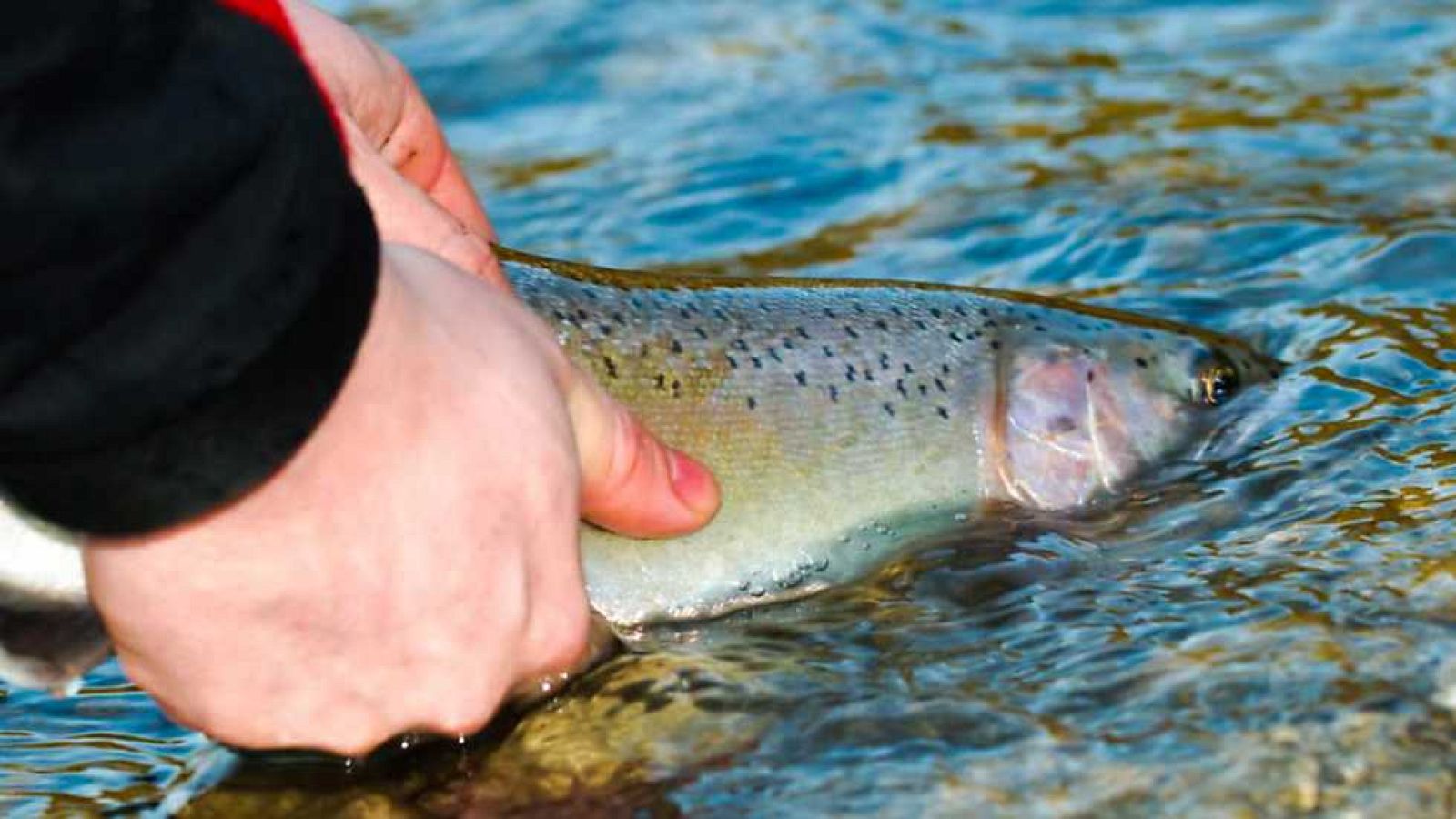 Jara y sedal - Estamos de vuelta - Ver ahora