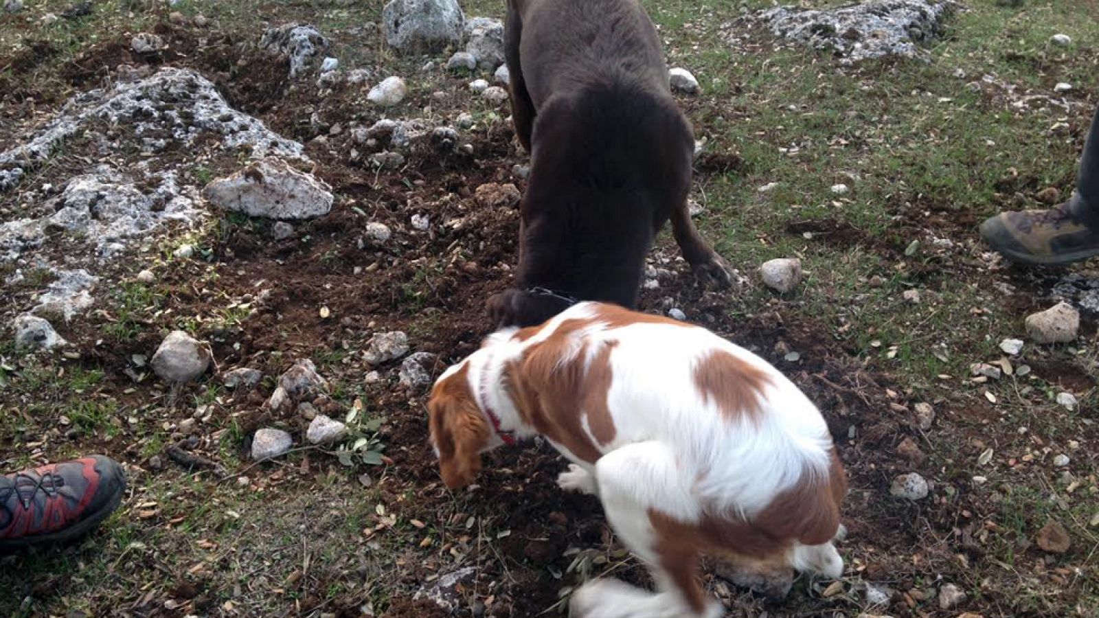 Perros truferos, un auténtico tesoro