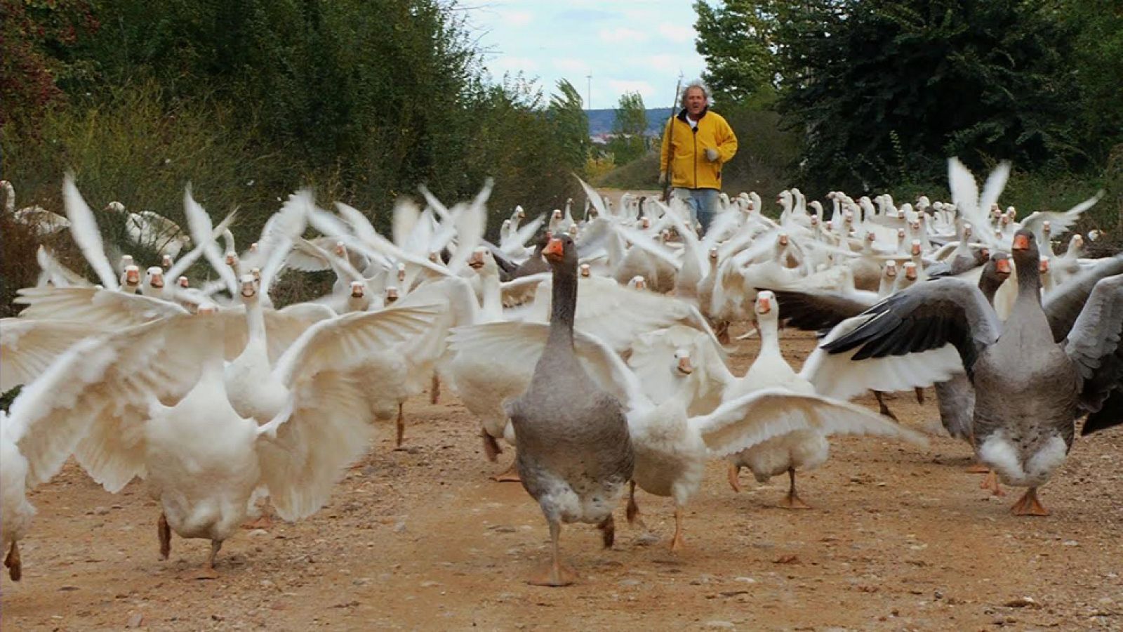 Las ocas "modelo" de Miguelín