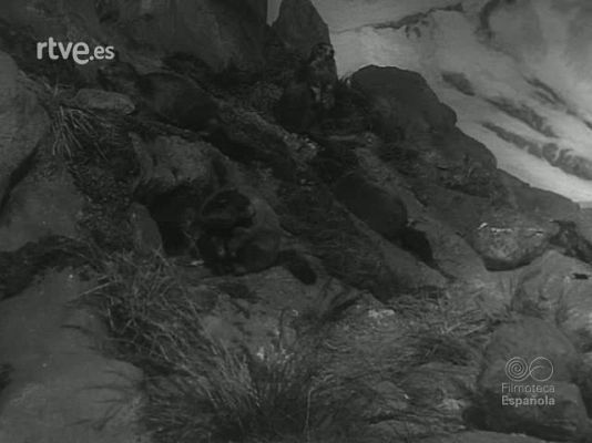 Revista Imágenes - EL HOMBRE TIENE SUS RAREZAS