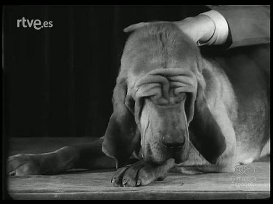 Revista Imágenes - EN EL REINO ANIMAL