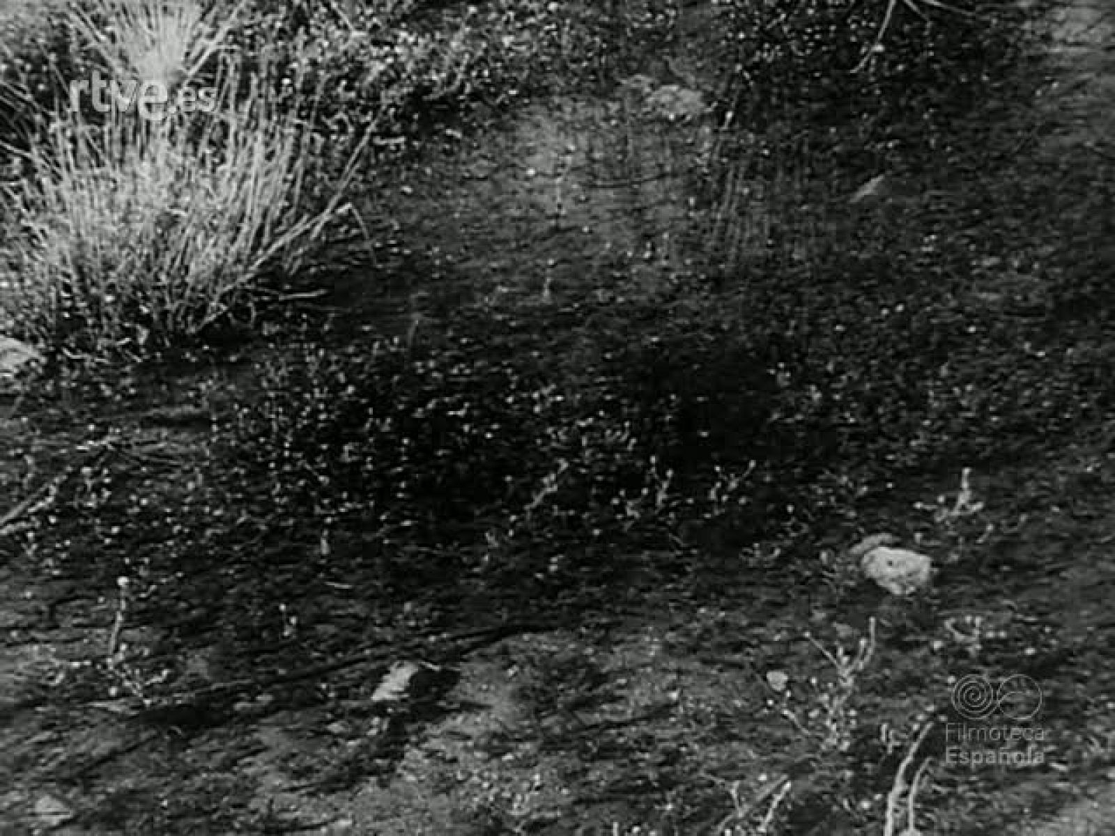 LA VIDA EN UN CHARCO - Revista Imágenes | Ver