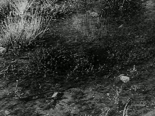 Revista Imágenes - LA VIDA EN UN CHARCO