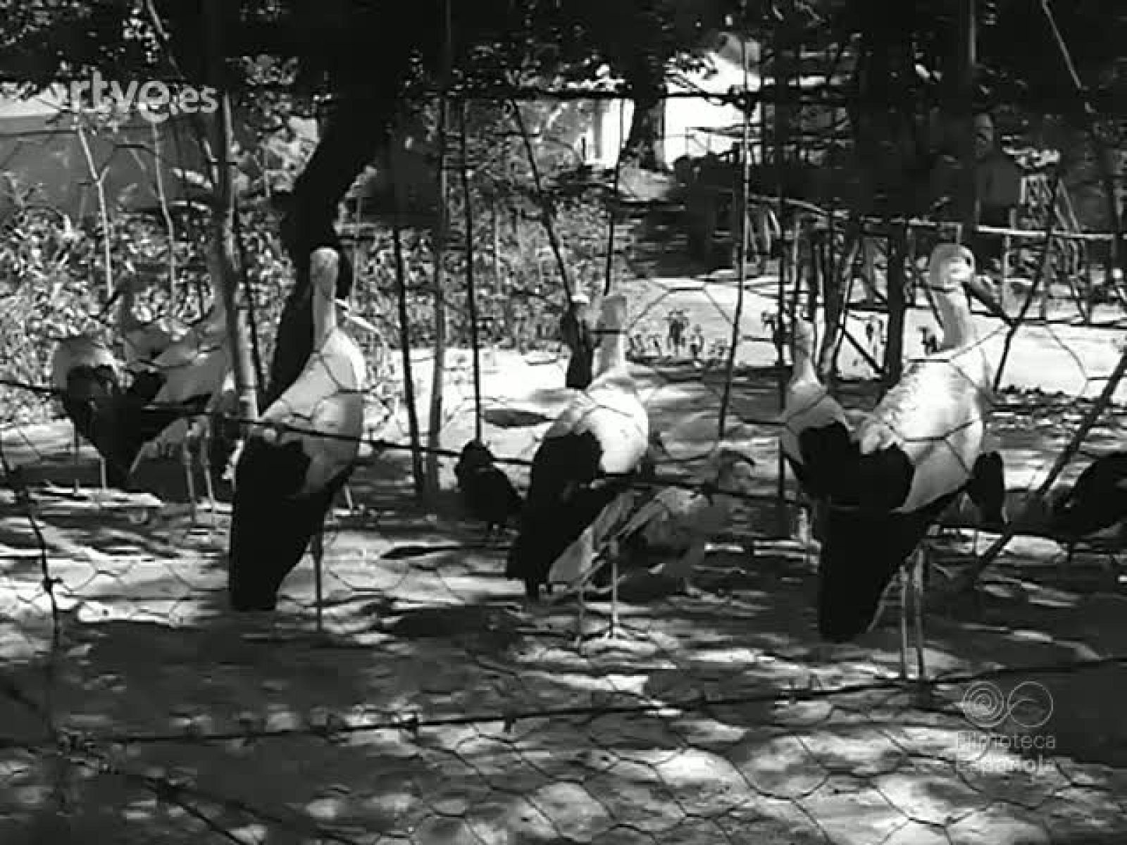 EN LA SELVA Y EN EL ZOO - Revista Imágenes | Ver