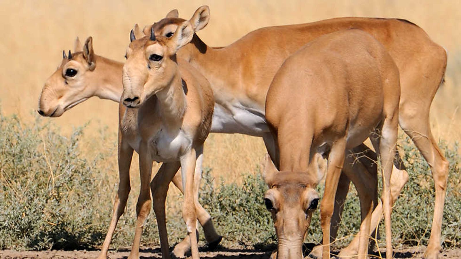 Grandes documentales - Iconos de la vida salvaje: Los antílopes - ver ahora