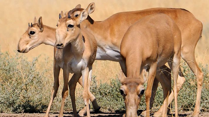 Grandes documentales - Iconos de la vida salvaje: Los antílopes