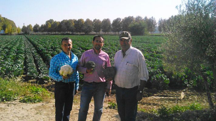 Aquí la Tierra - Las crucíferas están bien ricas