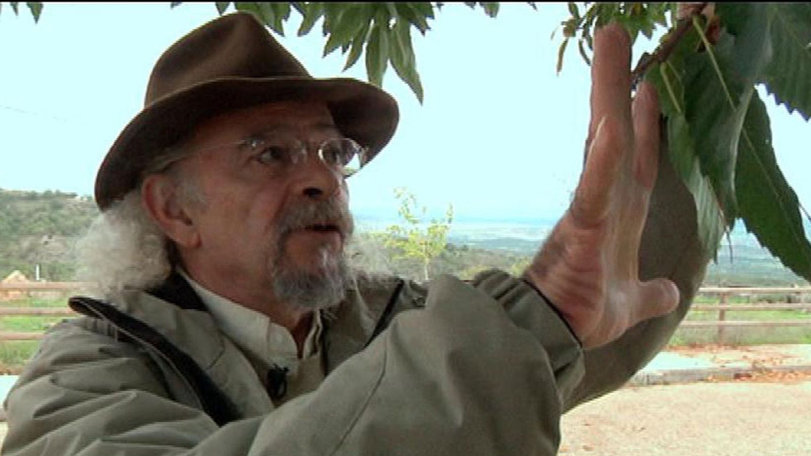 Juan Plantas y las castañas