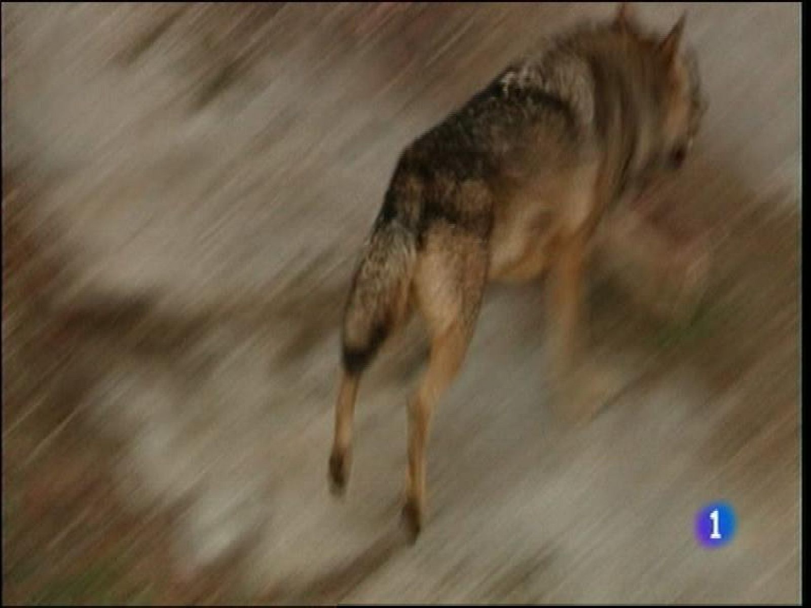 Panorama Regional 2 - 11/11/14 | Ver