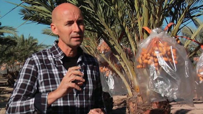 Aquí la Tierra - Datileros de última generación