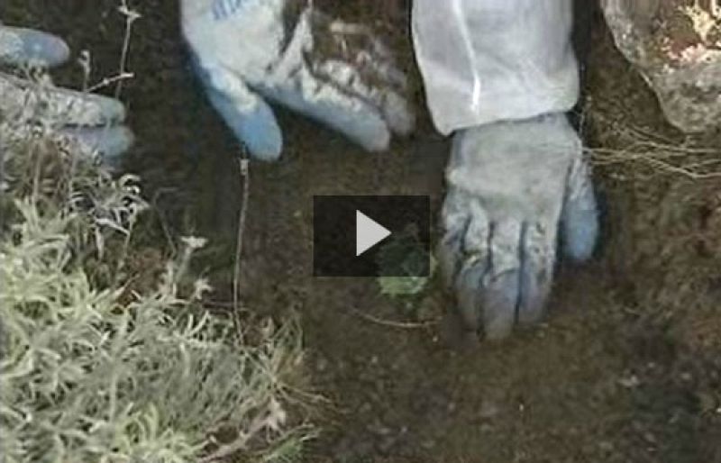 Se plantarán cerca de 45 millones de árboles entre 2009 y 2012 | Ver