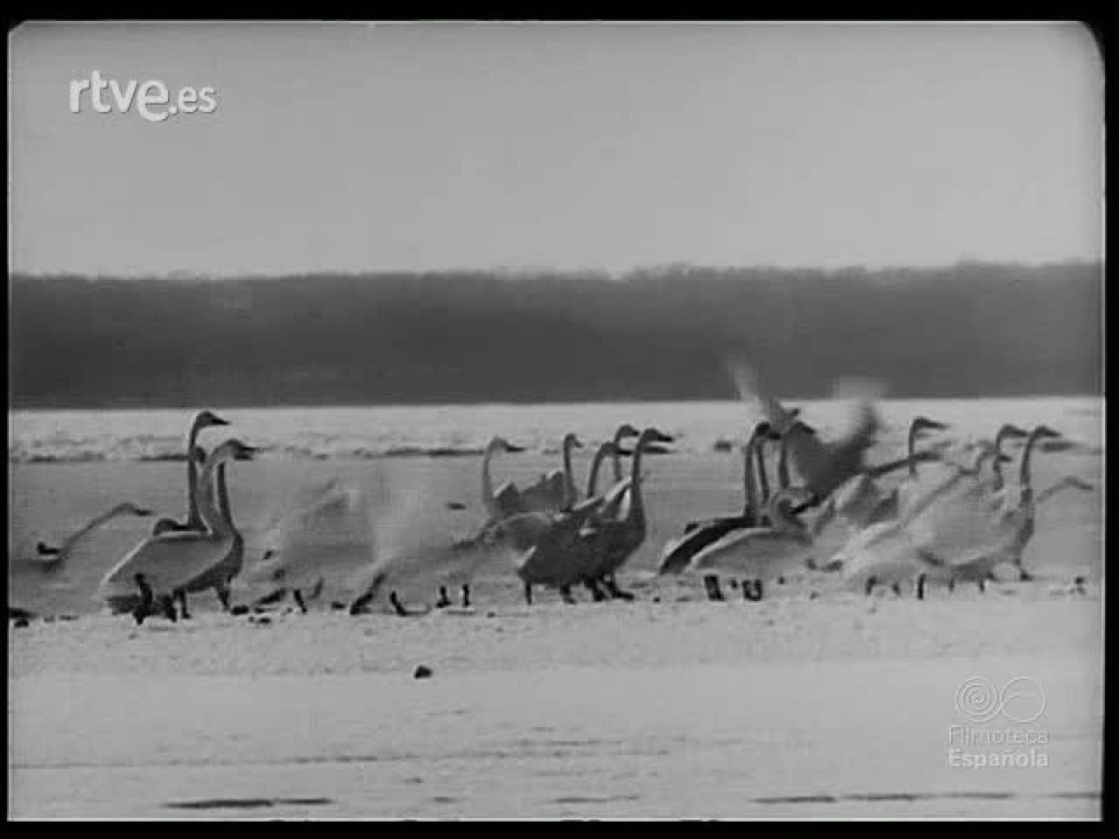 CONTRASTES DEL JAPON - Revista Imágenes | Ver