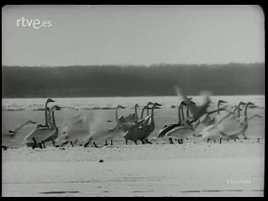 Revista Imágenes - CONTRASTES DEL JAPON