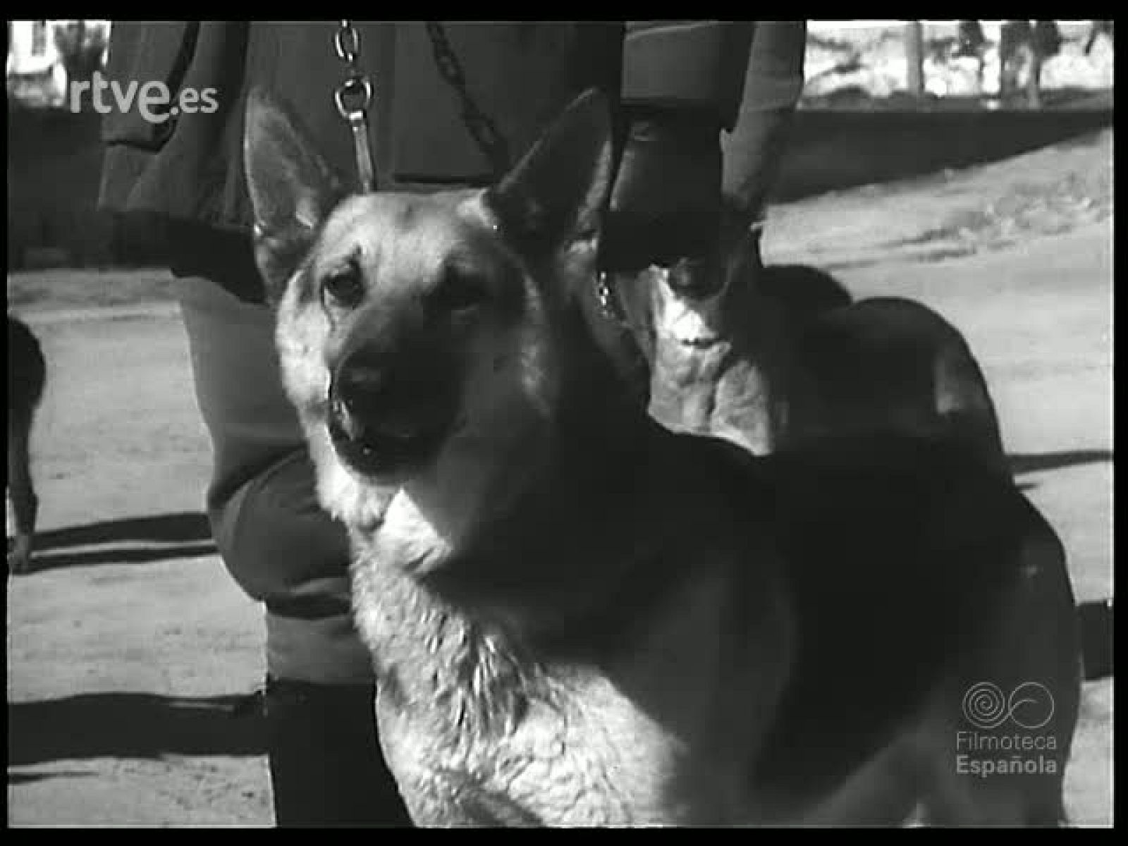 POLICIA MODERNA - Revista Imágenes | Ver