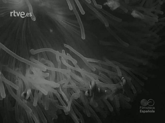 Revista Imágenes - LO QUE SE PESCA