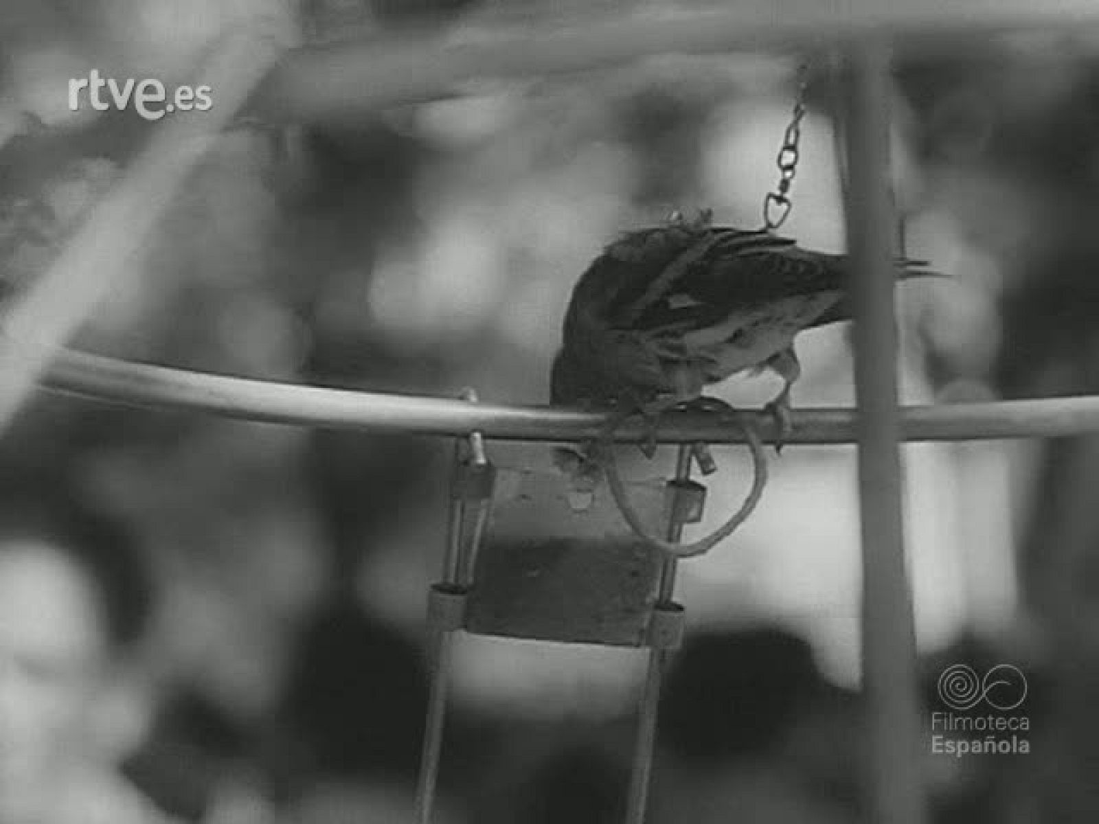 ESTAMPAS ZOOLOGICAS - Revista Imágenes | Ver