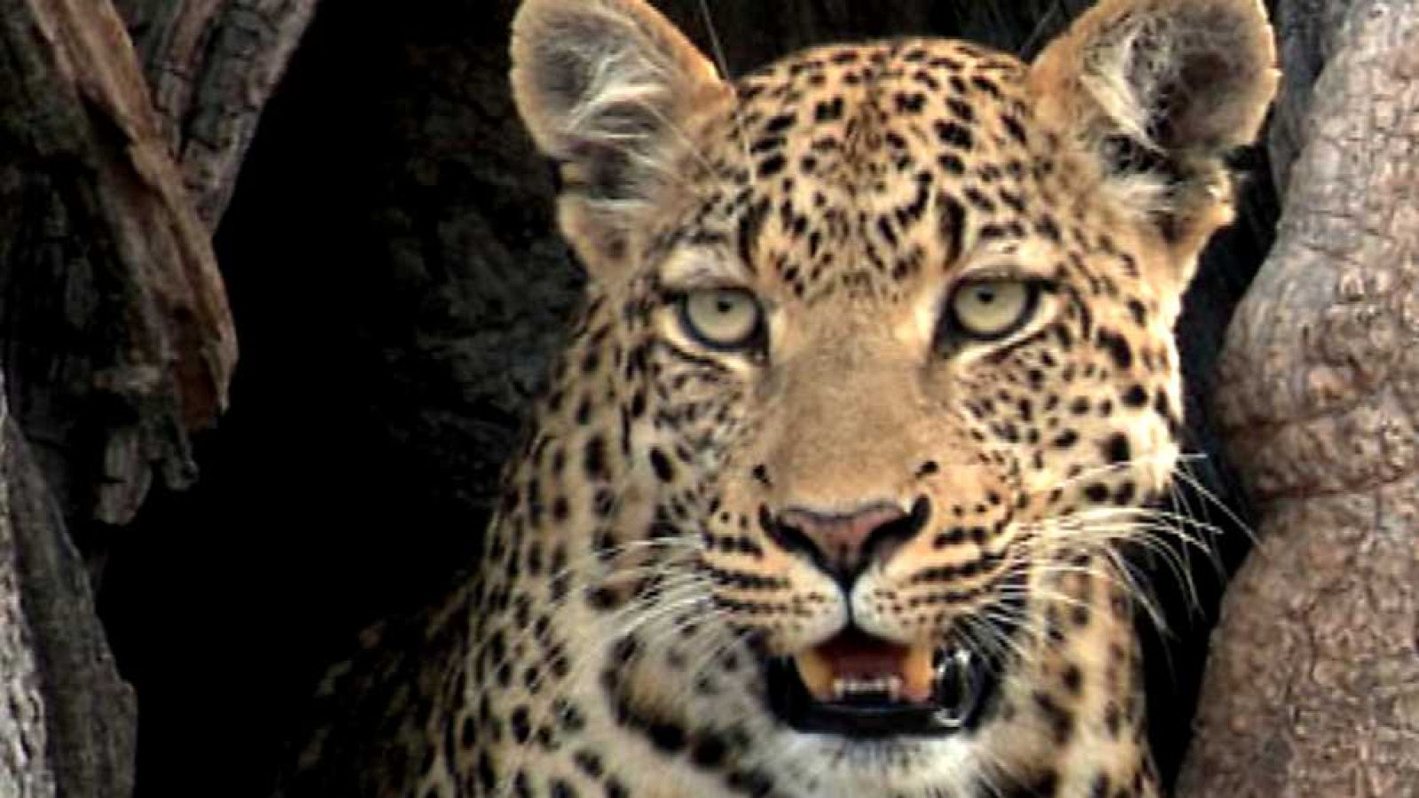 Grandes documentales - El leopardo insólito - ver ahora