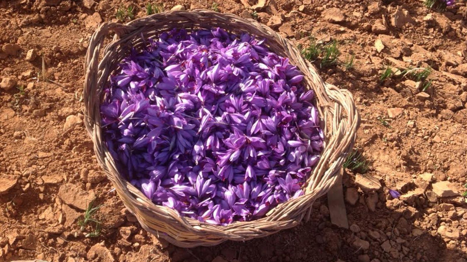 La delicada flor del azafrán