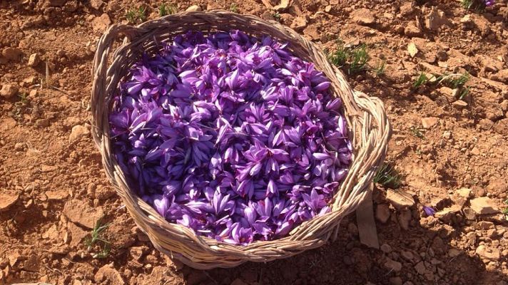 Aquí la Tierra - La delicada flor del azafrán