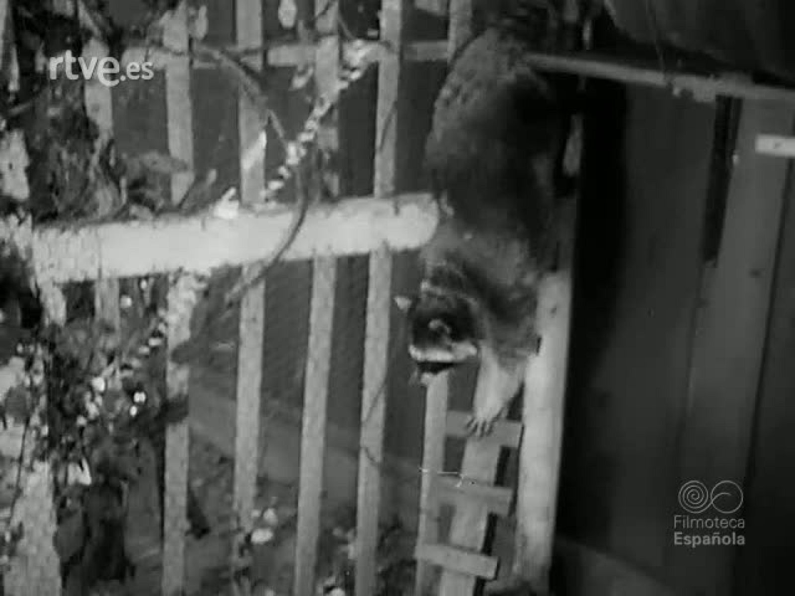 ZOOLOGIA Y EXTRAVAGANCIA - Revista Imágenes | Ver